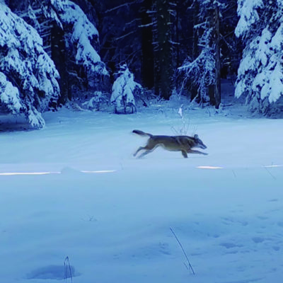 MARCHE-AVEC-LES-LOUPS