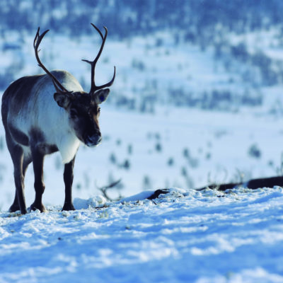 Wild-Way-of the-Vikingss