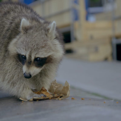 Quand-les-animaux-emmenagent-en ville.mp4