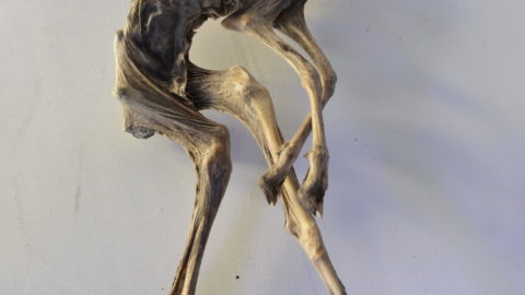 PR3_4348